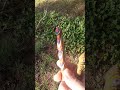 Rainbow pen #2