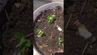 Young bell pepper chilli seedlings growing in container | Home Gardening.