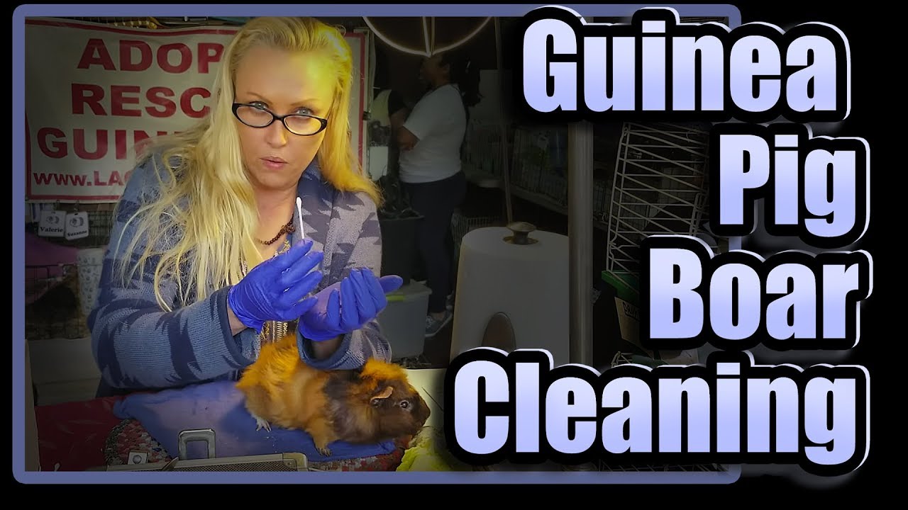 Guinea Pig Boar Cleaning with Paco YouTube