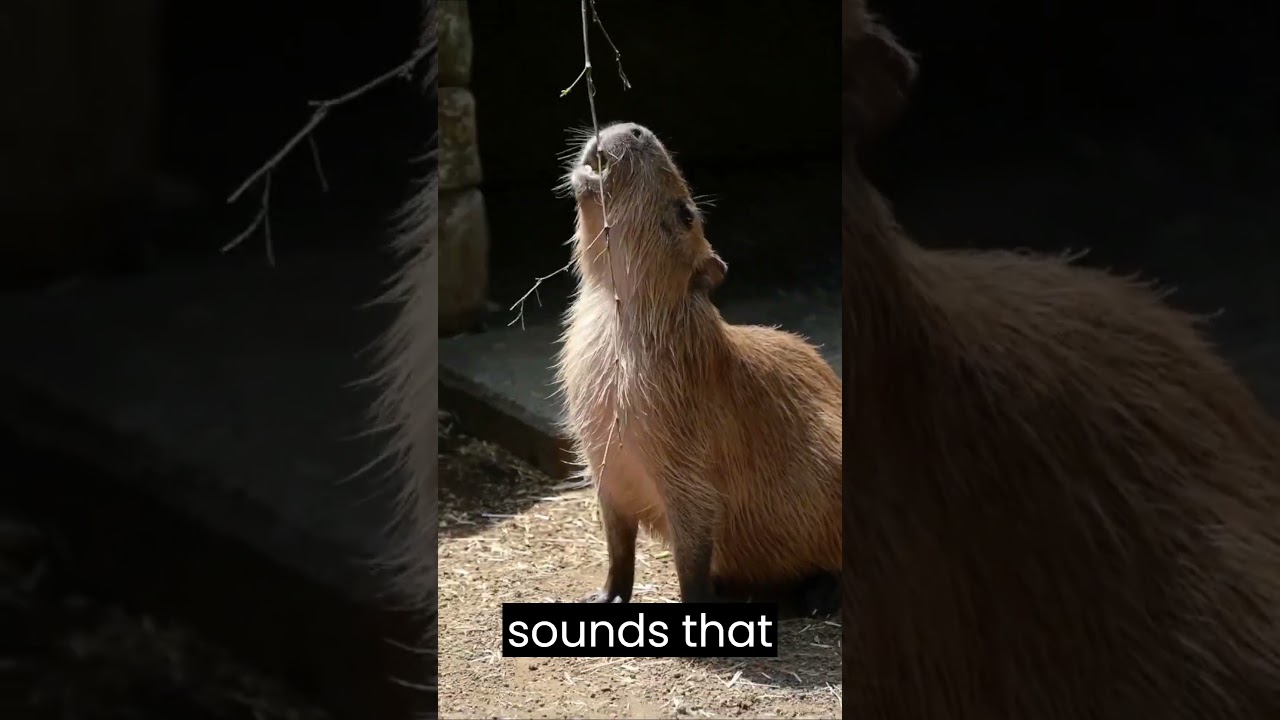 When capybaras get excited or playful, they can make funny high pitched sounds that resemble