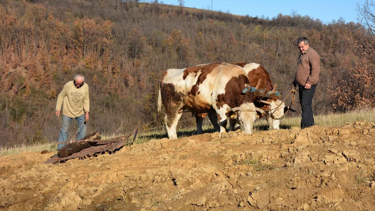 Da seme ponikne-Obicaji Radjevine-Dobrivoje i Dobrila Pantelic