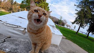 She Is The Most Talkative Orange Cat I Know