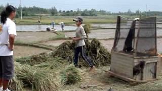 Vietnam Rice Threshing