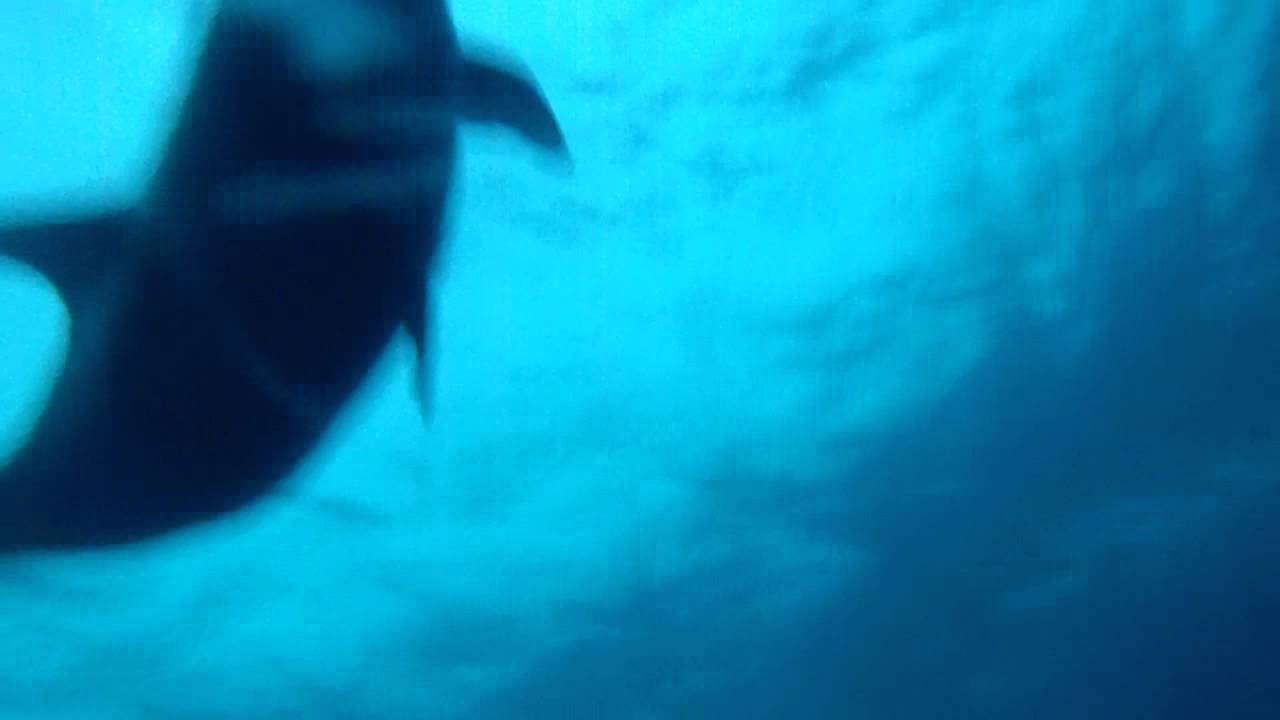 伊豆大島のイルカ ６月２４日 5 50 撮影 井上真人 Youtube