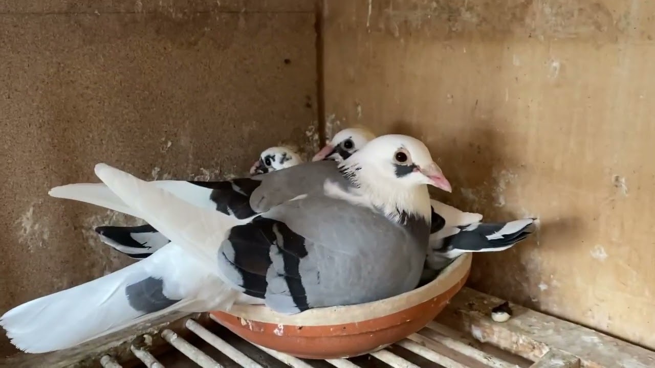 Breeding loft Tulbita Valentin Reproducție 3/05/2023 Share Subscribe ABONEAZĂ-TE ȘI TU 👈