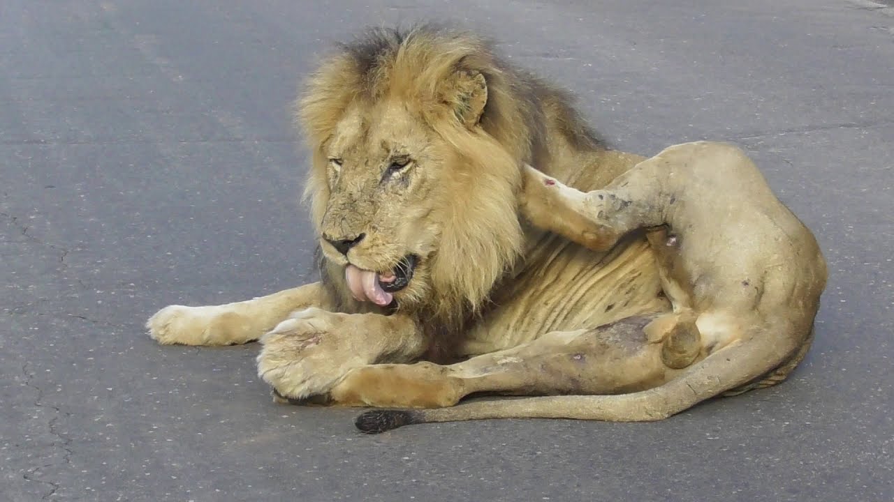 Old Male Lion scratch and lick his wounds in the middle of road.
