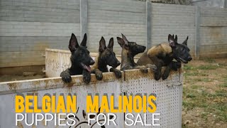 Belgian Malinois Puppies For Sale | belgian malinois dogs | More Details On My Description.#dog#dogs by STARZ KENNEL 1,927 views 5 months ago 1 minute, 58 seconds