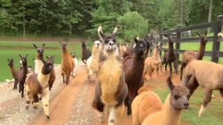 llamas on the loose