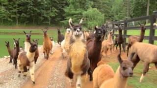 Llamas on the Loose