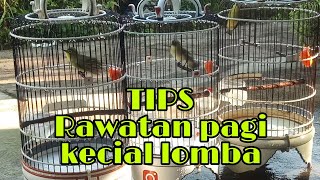 Rawatan pagi kecial lomba