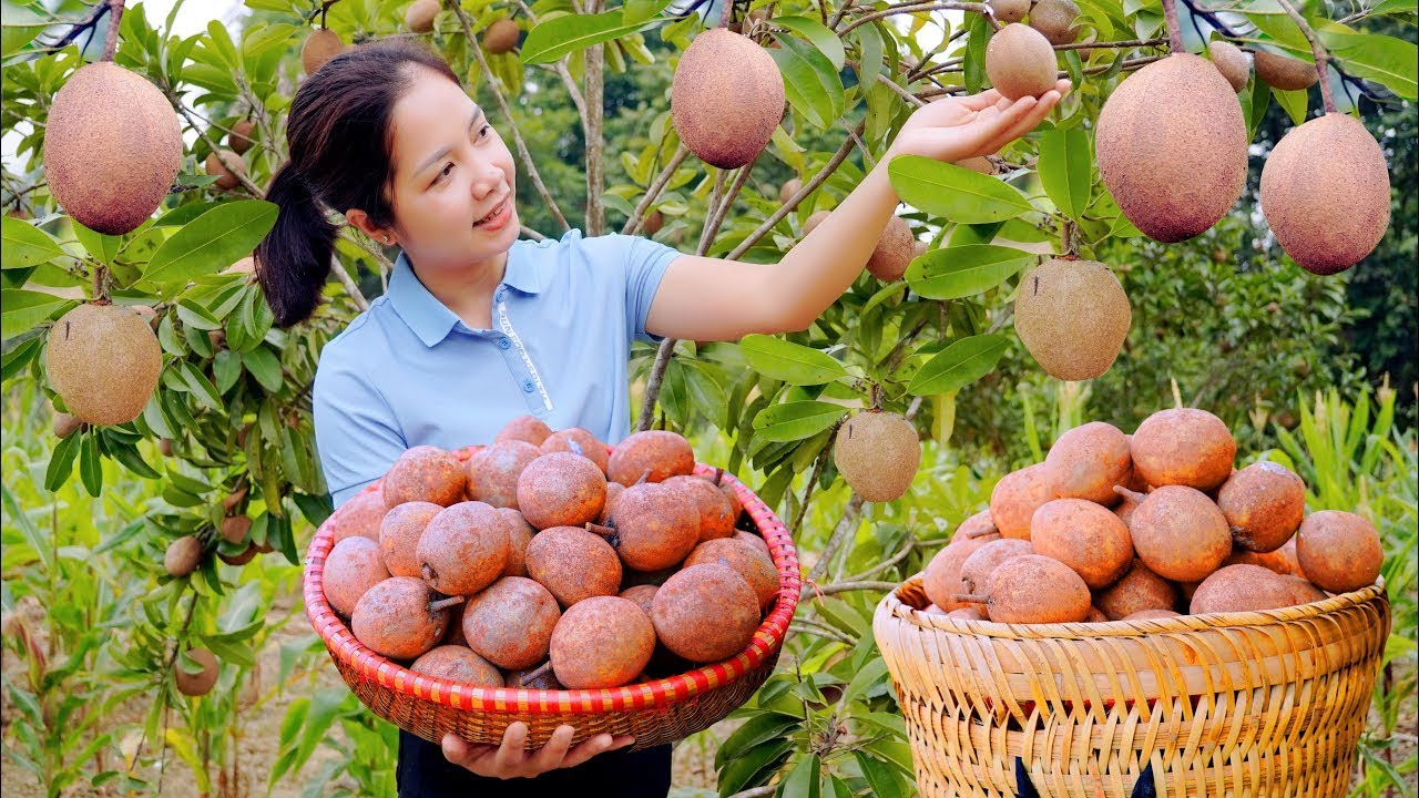 TIMELAPSE: Harvesting Freshness Sapodilla & Goes to the market Sell | Hanna Daily Life