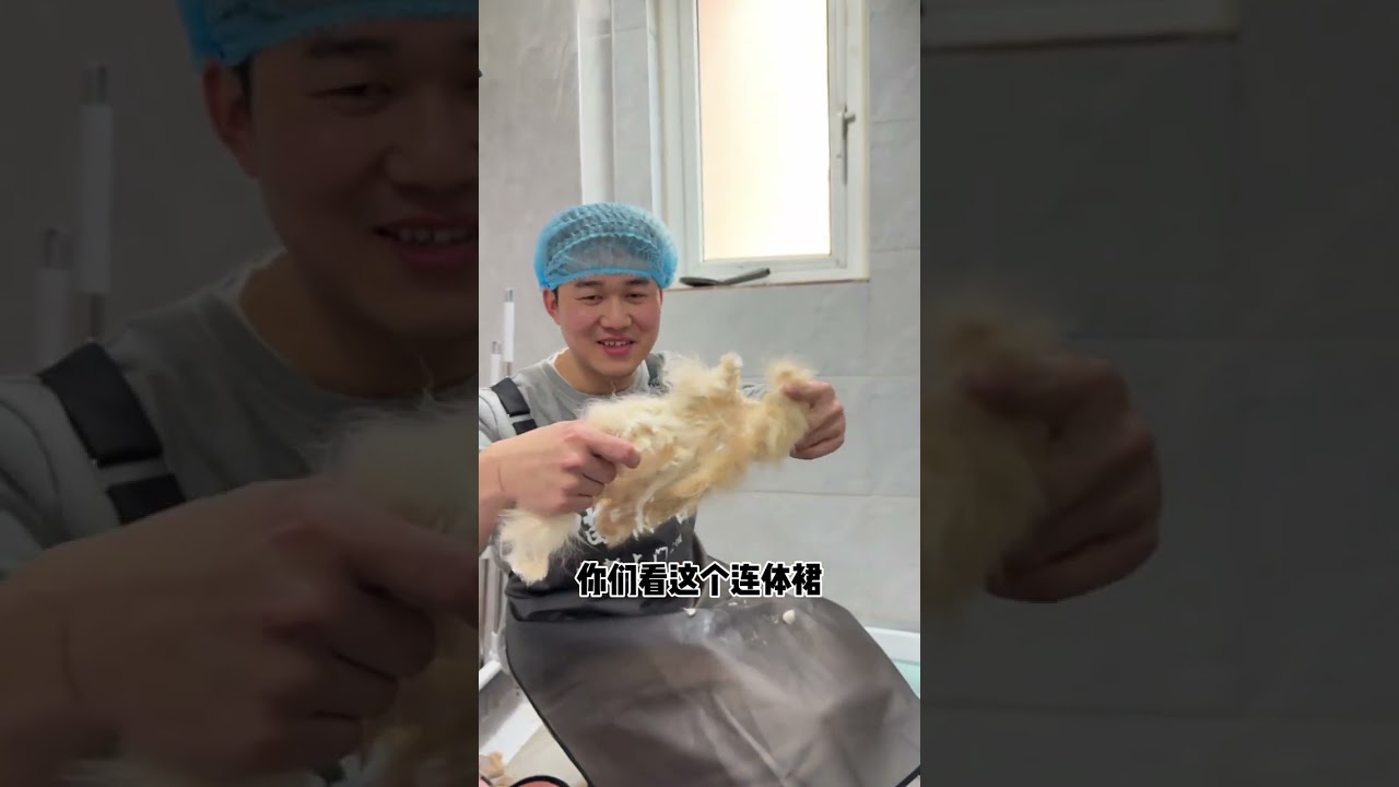 Chengdu Cat Grooming: Tackle Tangled Fur with Expert Care