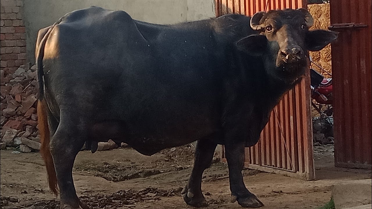 beautiful Neeli Ravi buffalo for sale on YouTube in Pakistan,04-02-2020 ...