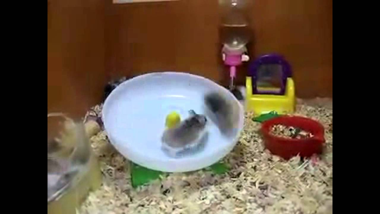 can hamsters get dizzy