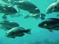 大阪の海で巨大グレを追う!岸和田高場 釣り場の水中映像 後編