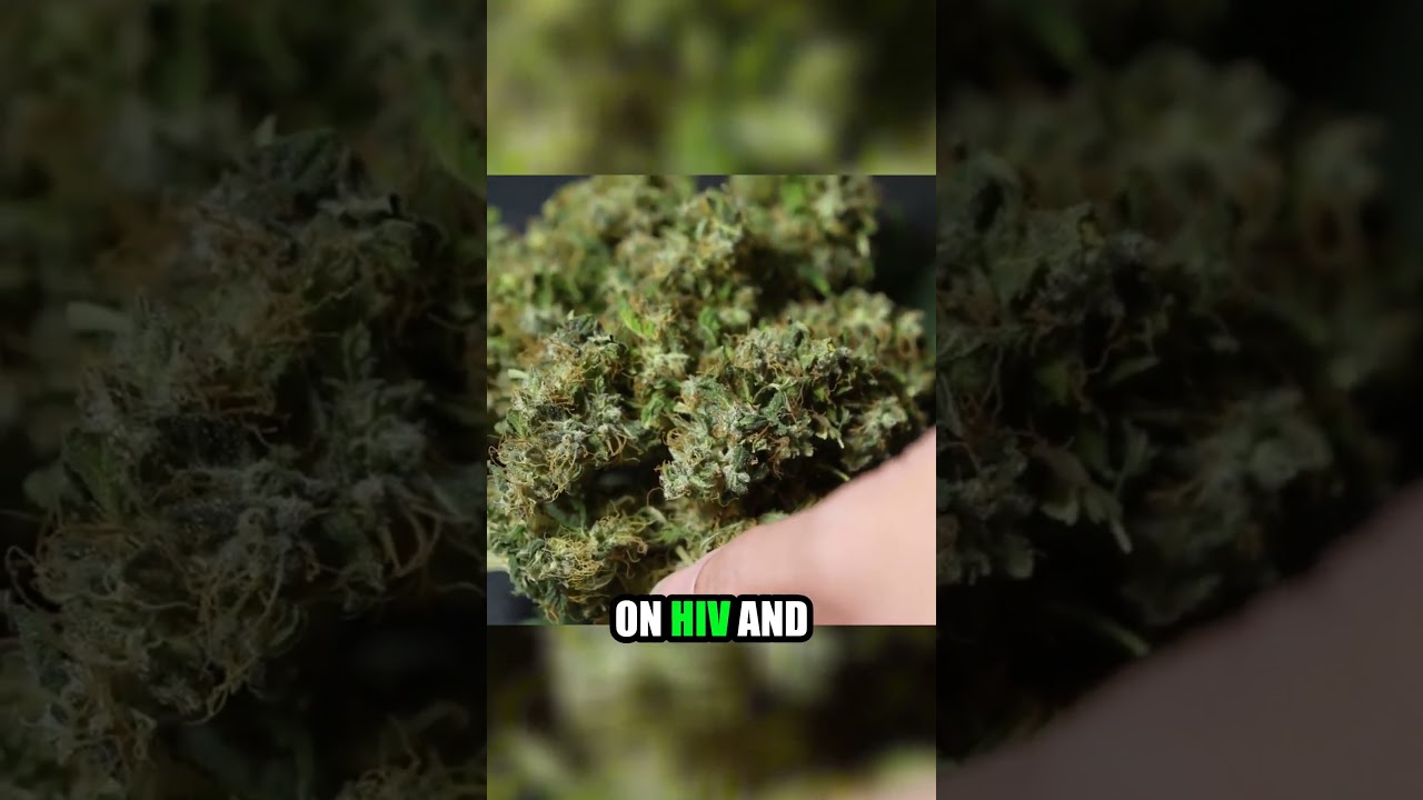 Could Cannabis Be the Key to Relief for HIV and Herpes?