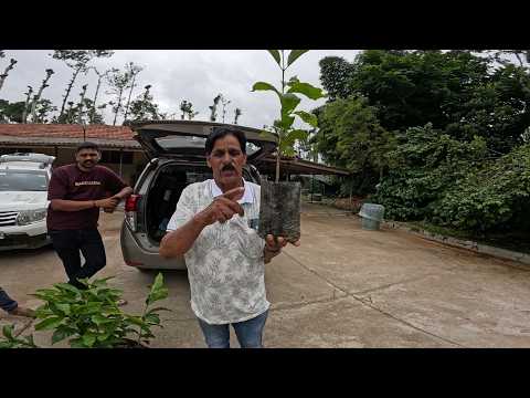 NO RAIN EXTREME HEAT |A MAJOR CHALLENGE FOR COFFEE FARMERS