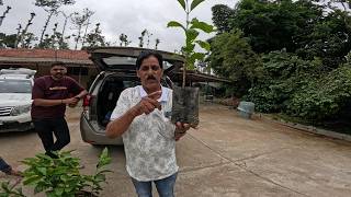 NO RAIN EXTREME HEAT |A MAJOR CHALLENGE FOR COFFEE FARMERS