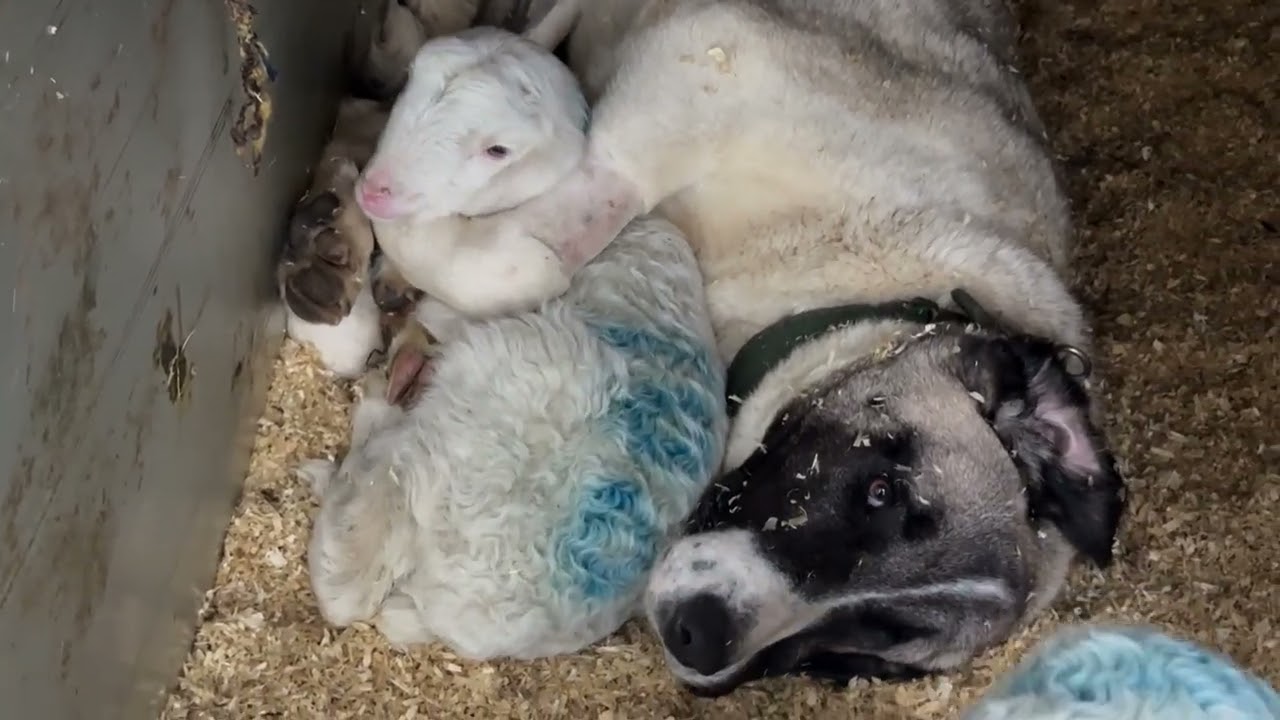 KIRA si adotta un agnellino