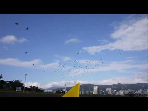 動力三輪斜躺車同學會.2013.1.11.鴿子