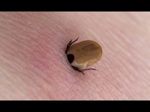 Dünyadaki En Tehlikeli 10 Böcek Türü