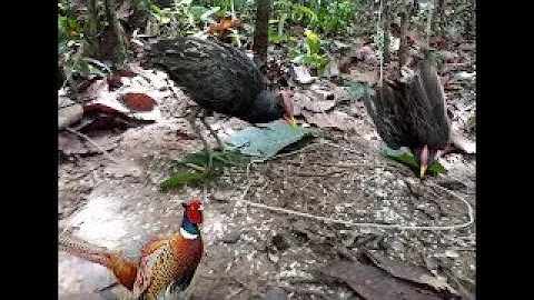 Awesome Foot Snare Bird Trap Amazing Traditional Quick Bird Trap in Cambodia Work 100%