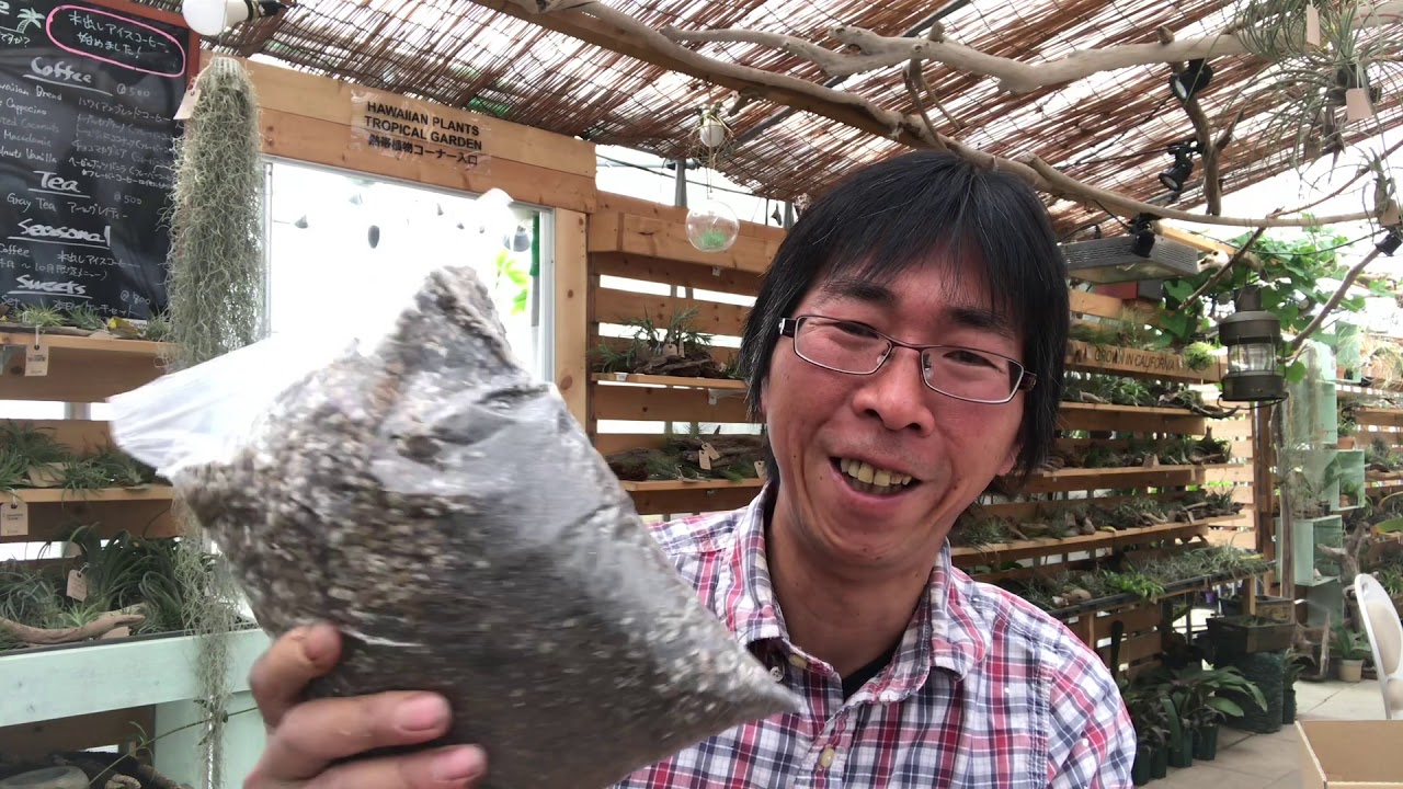 Plumeri Tv Vol 71 巣ごもり対策講座 第１話 プルメリア栽培に適した土づくりについて 入門編 Youtube