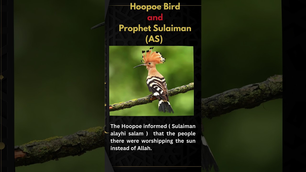 The Bird That Guided a Nation 🕊 | Islamic Story in 60 Seconds 
