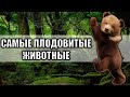 Самые Плодовитые Животные | Сравнение