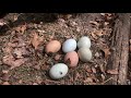 Gallinas poniendo y nuevo Gallo