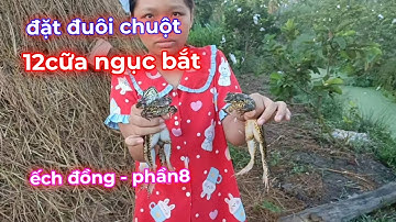 Đặt đuôi chuột 12 cửa ngục bắt ếch đồng ban đêm- tập 8
