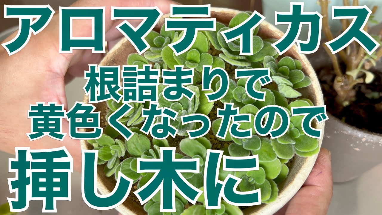 挿し木】アロマティカス 根詰まりで黄色くなったので挿し木に - YouTube