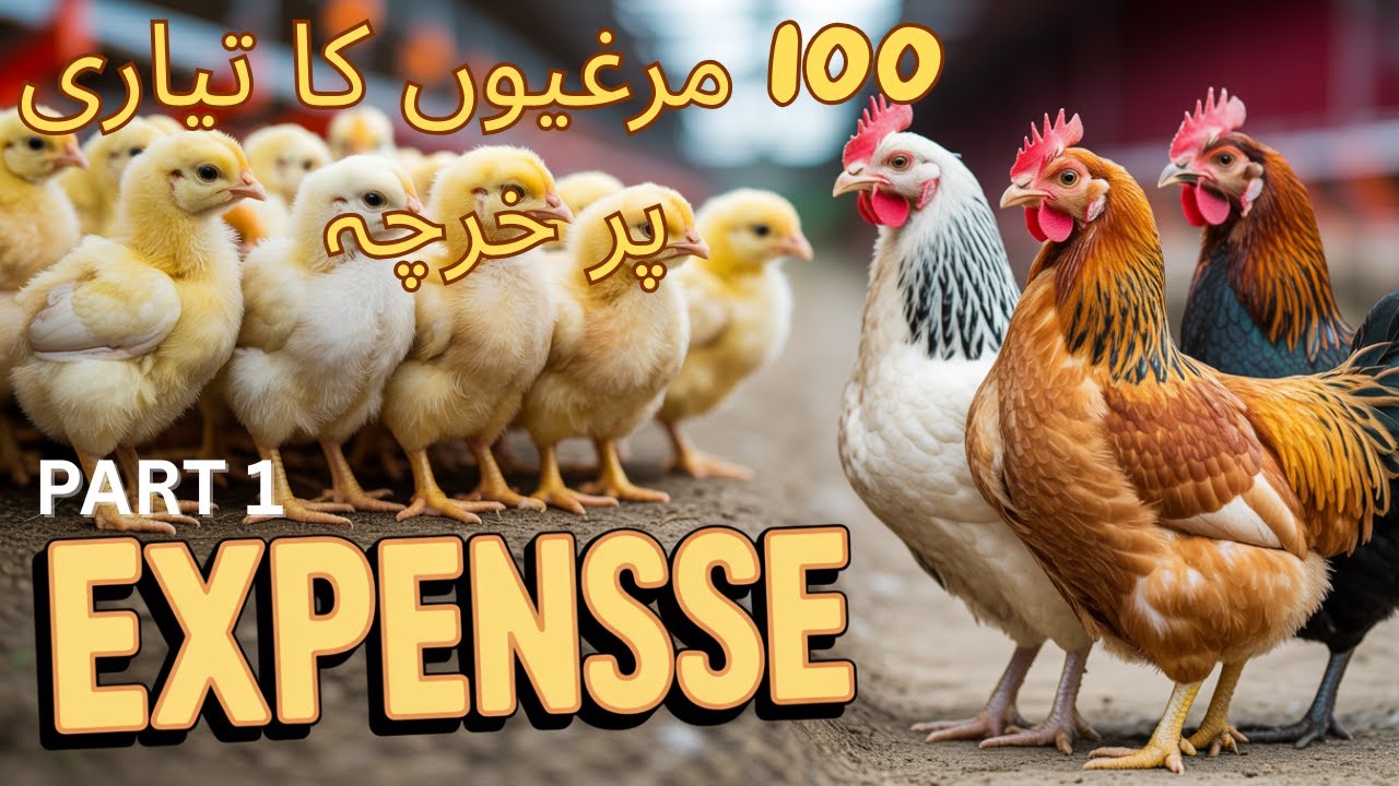 Day One Se Anday Tak 100 Murghiyan Kitna Kharcha Karwati Hain? 🐔📊