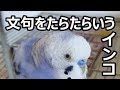 文句をたらたらいうインコ