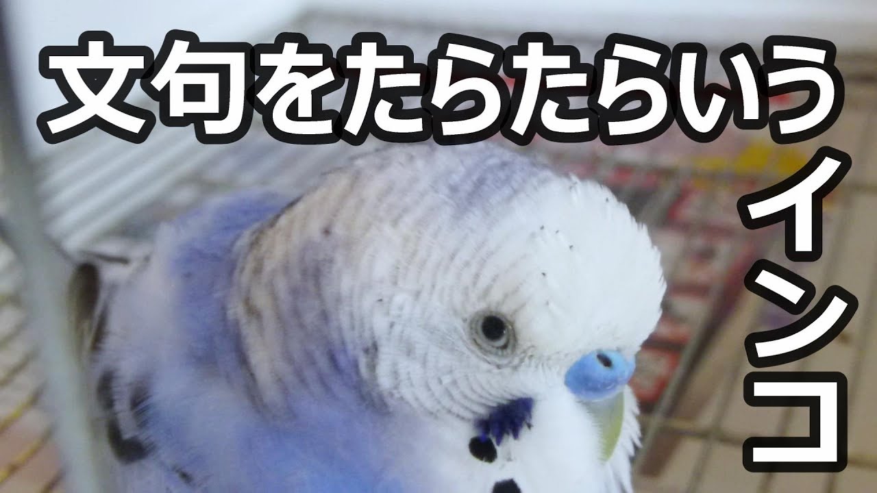 その意味は セキセイインコの鳴き声 ジェスチャーでコミュニケーションをとる ネット動物園 生き物全般からペットまで