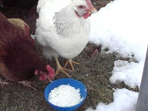 Cleancoops Com Chickens Eating Cottage Cheese Youtube