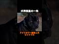 その正体は最強？最恐？最狂？[ピットブル雑学] 犬界四皇Part2