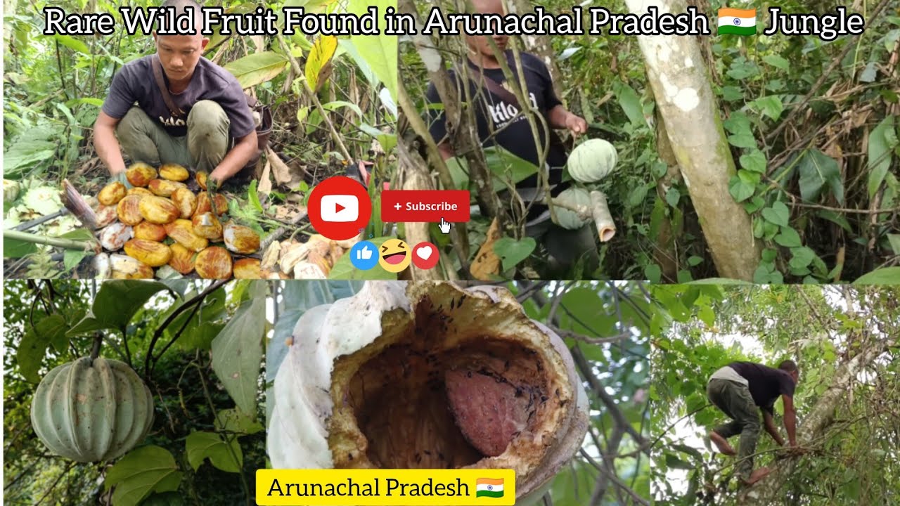 Rare Wild Fruit Found in Arunachal Pradesh 🇮🇳 Jungle || Foraging Hodgsonia Heteroclita with Brother