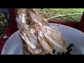 How to pluck a chicken in 14 seconds - Homemade Whizbang Chicken Plucker Mp3 Song