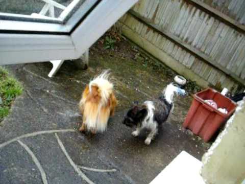 Dog goes crazy