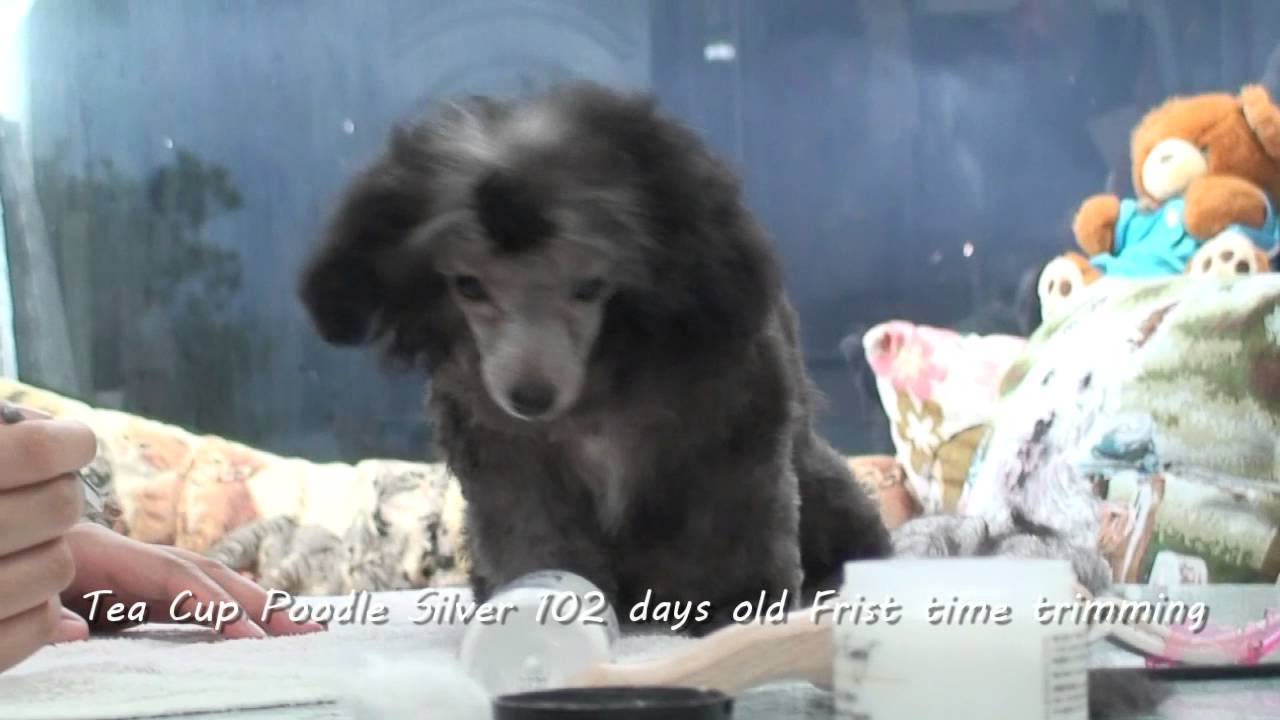 tea cup poodle silver 102 days old 短片