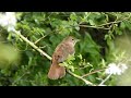 Nightingale singing / Gesang der Nachtigall 😍