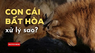 Con Cái Không Hòa Thuận, Cha Mẹ Nên Làm Gì? | Học Làm Cha Mẹ