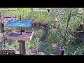 2026-06-05 - Flocking Around - Casper, WY - Live Stream Bird Feeder Cam