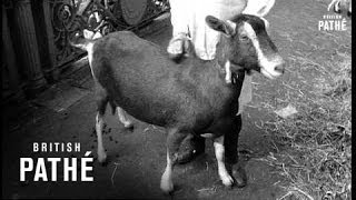 Dairy Show (1969)