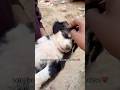 Animals are love ❤️.#dog#animals #humanity#doglover #dogs #street #feed #animals#india#yt #shorts