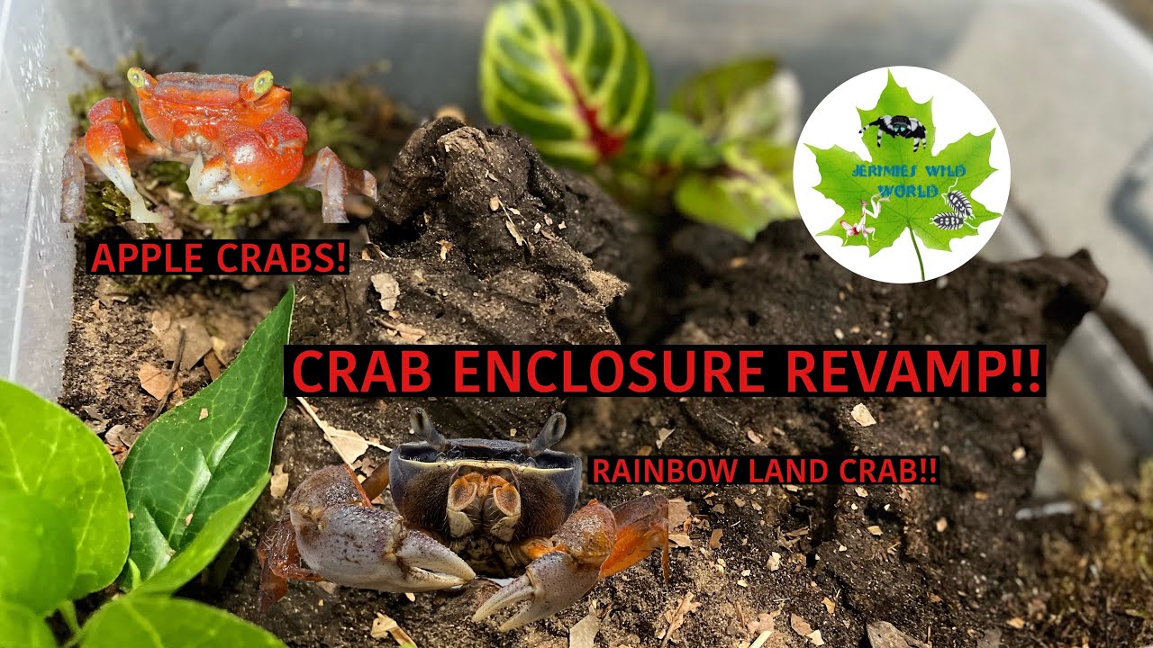 CRAB ENCLOSURE REVAMP!! Red Apple+Rainbow Land CRABS! YouTube