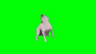 Pantalla verde Efecto Dance till you're dead dog