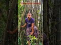 Smartness tecnique to catch parrot #comedy #funny #birds