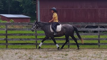 Ultimate Bitless Bridle Presents Cora